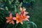 Low-growing Lady Like lily - charming pink-orange flowers delight with lush flowering. Germany