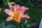 Low-growing Lady Like lily - charming pink-orange flowers delight with lush flowering. Germany