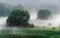 Low hanging mist around trees over grass on early foggy morning in the fields. Mysterious atmosphere in nature landscape