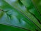 Low key Birds Nest Fern leaf blade dark tone nature background.