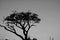 LOW KEY BLACK AND WHITE IMAGE OF A TREE IN AFRICA