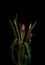 Low key bouquet of four dark pink young tulip blossoms