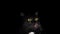 Low key cat - With big yellow demon eyes - black background