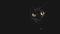 Low key cat - With big yellow demon eyes - black background