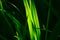 Low key dramatic image of close up green pandan leaves in the garden.