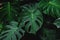 Low key, Green leaves of Monstera plant growing in wild, the tropical forest plant