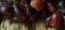 Low Key Photo Freshness Grapes Closeup