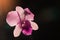 Low key photo of Vanda orchid, violet orchid, macro orchid, closeup orchids, orchid with pollens
