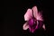 Low key photo of Vanda orchid, violet orchid, macro orchid, closeup orchids, orchid with pollens