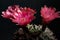 Low key photography red flower of gymnocalycium baldianum cactus