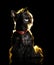 Low key portrait of a black scotch terrier looking up