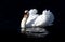 Low Key Portrait of Male Swan