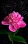Low key shot of a pink peony flower on black background. Perfect template for your bright projects