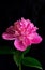 Low key shot of a pink peony flower on black background. Perfect template for your bright projects