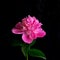 Low key shot of a pink peony flower.  A square shaped template for your bright projects