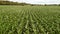 Low level aerial fly forward clip over an arable crop of maize