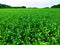 low level aerial view of a crop of maize plants