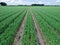 Low level aspect aerial view of a crop of onions in the rural English countryside farmland