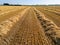 Low level aspect aerial view over a recently cut wheat field straw lines in the rural English countryside