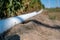 low level selective focus image of furrow irrigation in a corn field