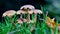 Low level view of a cluster of fungi in wet grass.