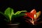 Low light view of Aglaonema sp. and Anthurium.