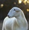 Low light white sheep ewe portrait