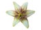 Low Lillie flower front view isolated