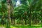 Low lush palm trees grow on a coconut farm