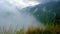 Low lying mist wrapping lush green forest