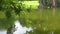 low motion stock footage of a beautiful lake, green foliage of a tree