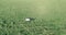 Low orbital flight around man on green grass with notebook pad at yellow rural field.