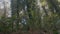 Low point of view of a forest floor with wild plants, ivy and green pines