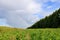 Low point view of the forest and rainbow field