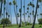 Low point of view tropical coconut palms against blue sky with lens flare