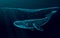 Low poly 3D whale swimming undersea. Water ocean surface dark night glowing wave. Large humpback whale marine wild life