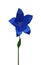 Low poly blue balloon flower