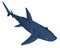 Low poly blue shark. 3D. Isometric view. Vector illustration