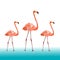 Low poly colorful Flamingo bird on blue back ground,animal geometric concept,vector