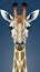 Low poly giraffe head,  Polygonal animal