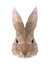 Low poly illustration. Hare, rabbit