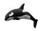 Low poly illustration with isolated beautiful orca