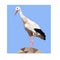 Low poly illustration of stork