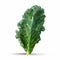 Low Poly Kale: Crisp Graphic Design With Realistic Lighting