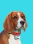 Low poly portrait of beagle dog.