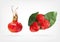 Low Poly Rosehip fruit