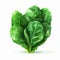 Low Poly Spinach Leaf On White Background