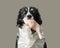 Low Poly Vector Illustration: Dog Holding Raw Meat. Black and White Border Collie Eating Raw Chicken Thigh.