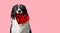 Low Poly Vector Illustration: Dog Holding Red Heart. Black and White Border Collie on Sweet Romantic Valentines Greeting Card etc.
