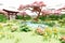 Low polygon Illustration cartoon style of a asian Japanese garden.